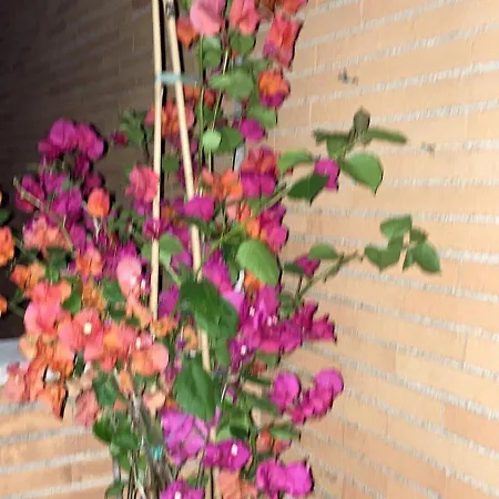 Le Mille E Notte Roma